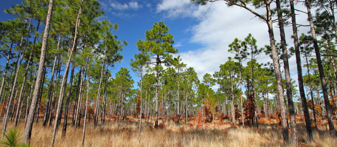longleaf-pine-forests-in-north-carolina